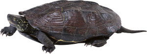 Turtle PNG-24760